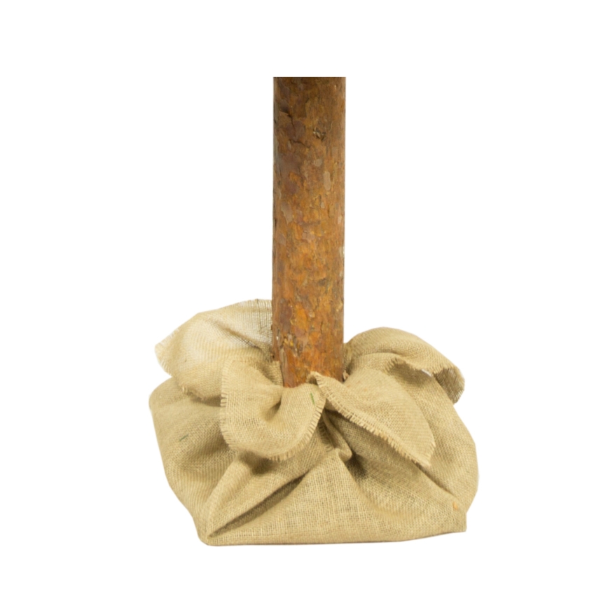 Albero di Natale su tronco 180 cm pino