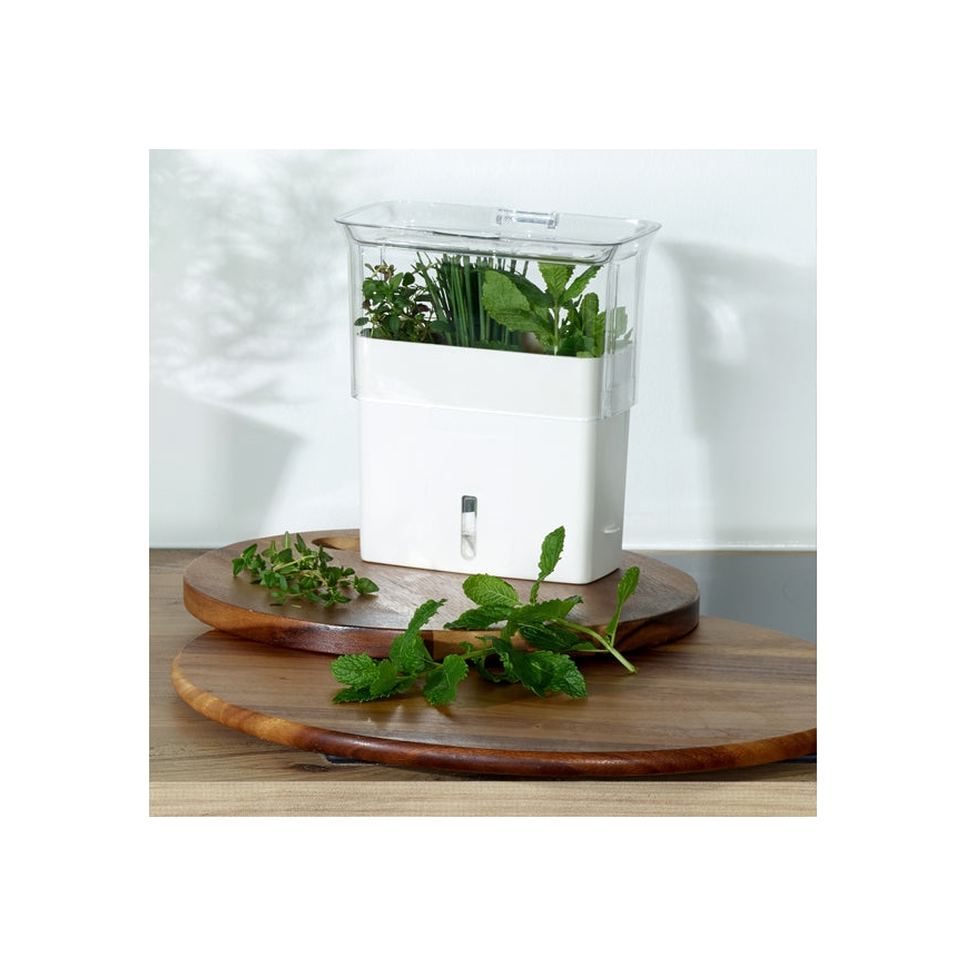 Cole&Mason - Contenitore per conservare le erbe aromatiche appena tagliate