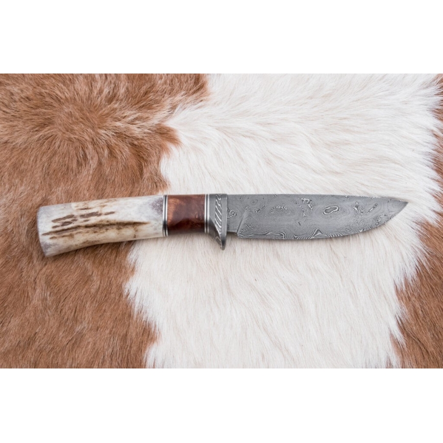 Coltello da caccia in damasco 12 cm cenere/corno di cervo