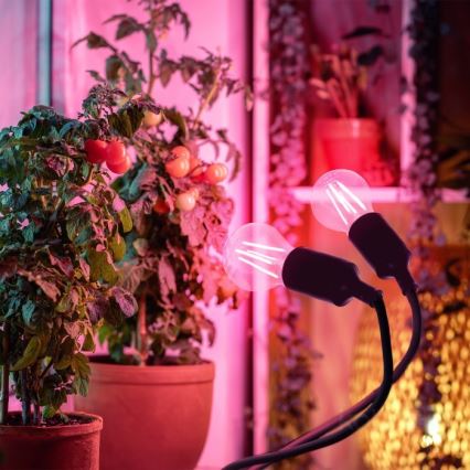 Flessibile lampada da tavolo con clip per la coltivazione di piante PLANTY 2xE27/30W/230V nero