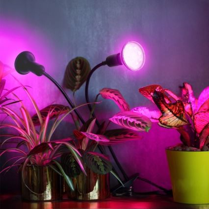Flessibile lampada da tavolo con clip per la coltivazione di piante PLANTY 2xE27/30W/230V nero