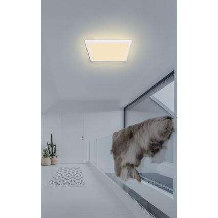 Globo - Plafoniera LED dimmerabile da bagno LED/18W/230V 29,4x29,4 cm IP44 bianco