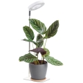 Lampada da tavolo dimmerabile a LED per la coltivazione delle piante VERDI LED/5W/5V 1300K CRI 95 bianca
