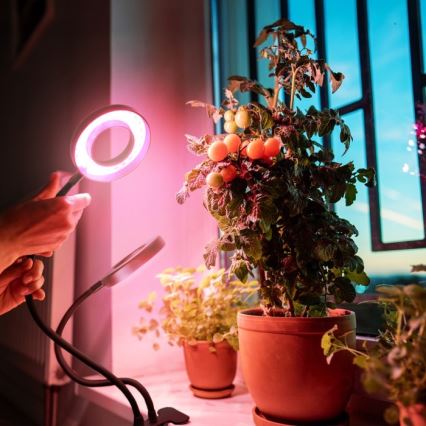 Lampada da tavolo flessibile a LED dimmerabile con clip per la coltivazione di piante VITARO 2xLED/4W/230V nero