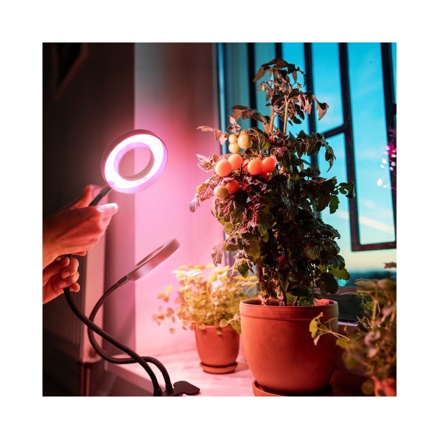 Lampada da tavolo flessibile a LED dimmerabile con clip per la coltivazione di piante VITARO 2xLED/4W/230V nero
