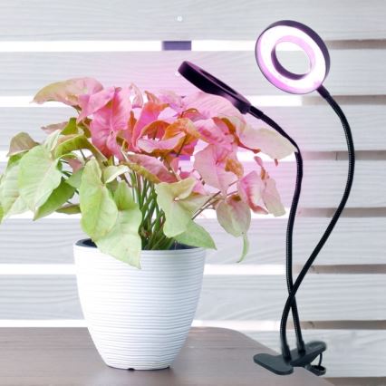 Lampada da tavolo flessibile a LED dimmerabile con clip per la coltivazione di piante VITARO 2xLED/4W/230V nero