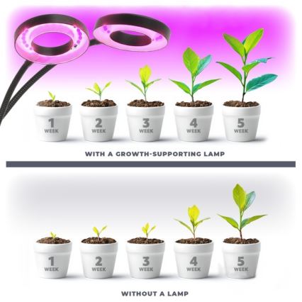 Lampada da tavolo flessibile a LED dimmerabile con clip per la coltivazione di piante VITARO 2xLED/4W/230V nero