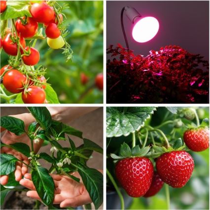 Lampada da tavolo flessibile con clip per coltivazione piante PLANTY 1xE27/30W/230V bianca