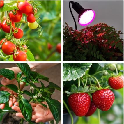 Lampada da tavolo flessibile con clip per coltivazione piante PLANTY 1xE27/30W/230V nero