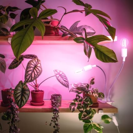Lampada da tavolo flessibile con clip per coltivazione piante PLANTY 2xE27/30W/230V bianca