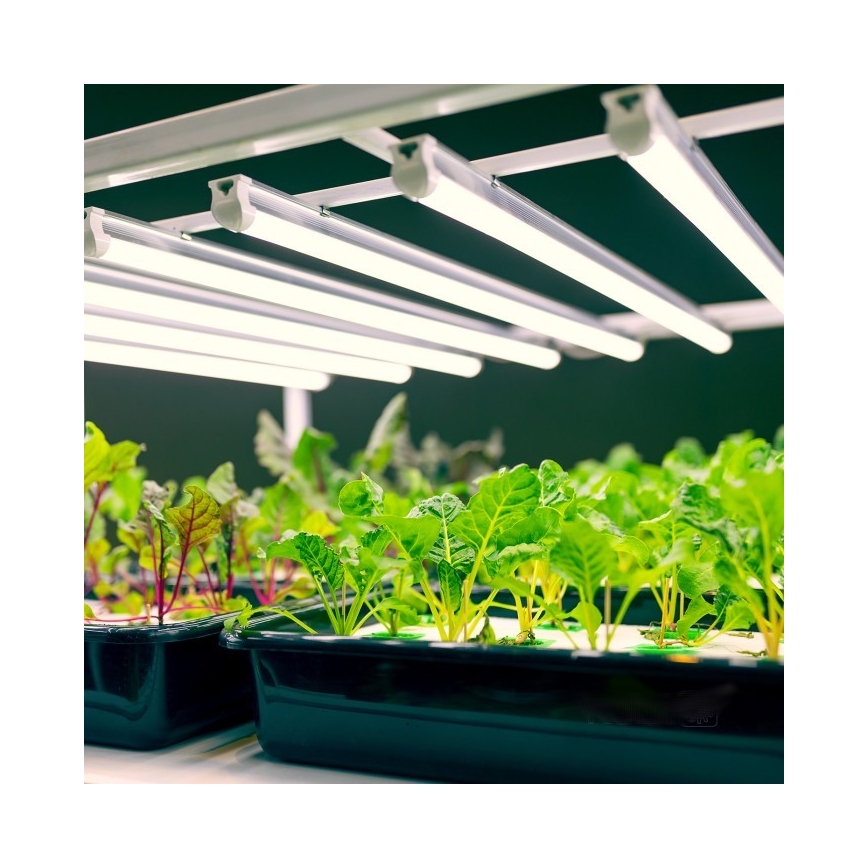 Lampada LED da sottolavello per coltivazione piante GROWLY LED/9W/230V bianco