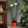 Lampada solare a LED/1,2V 200 mAh IP44 a forma di fiore