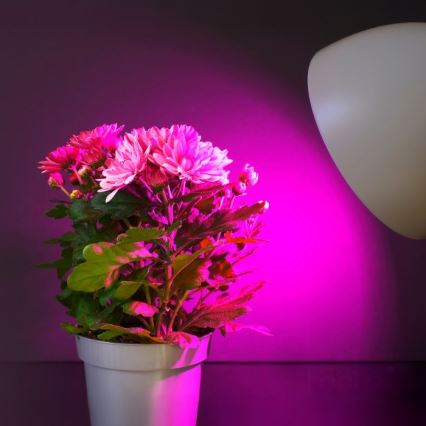 Lampadina LED per crescita piante PLANTY E27/11W/230V 1200K bianco