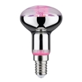 LED Lampadina per la crescita delle piante GROW VERDE R50 E14/4W/230V - Paulmann 28734