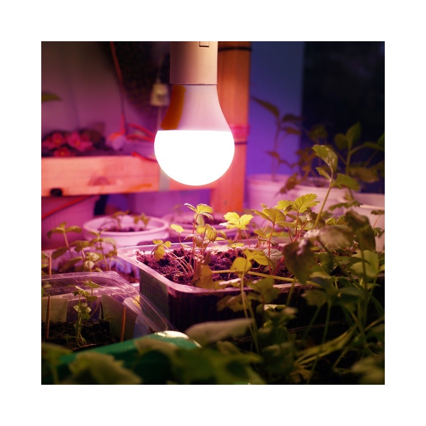 LED Lampadina per la crescita delle piante PLANTY E27/11W/230V 1200K bianco