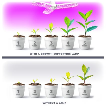 LED Lampadina per la crescita delle piante PLANTY E27/24W/230V 1200K