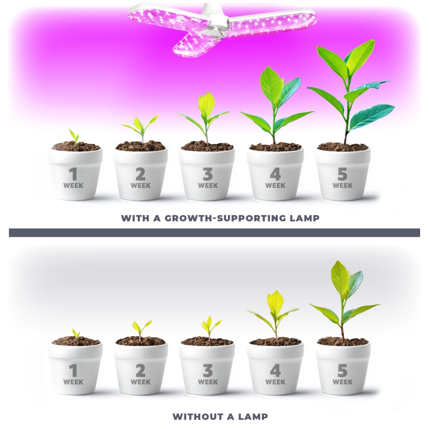 LED Lampadina per la crescita delle piante PLANTY E27/24W/230V 1200K