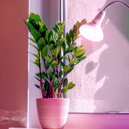 LED Lampadina per la crescita delle piante PLANTY E27/7W/230V 1200K bianco