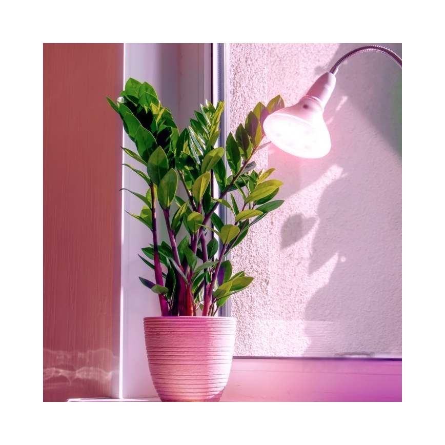 LED Lampadina per la crescita delle piante PLANTY E27/7W/230V 1200K bianco