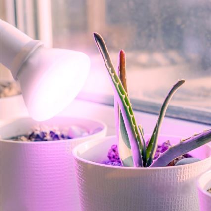 LED Lampadina per la crescita delle piante PLANTY E27/7W/230V 1200K bianco