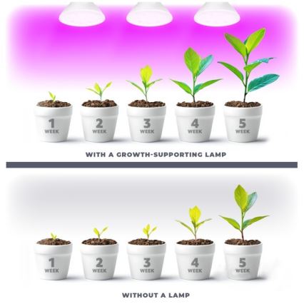 LED Lampadina per la crescita delle piante PLANTY E27/7W/230V 1200K bianco