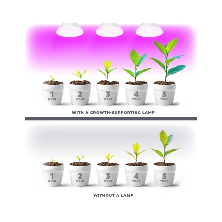 LED Lampadina per la crescita delle piante PLANTY E27/7W/230V 1200K bianco