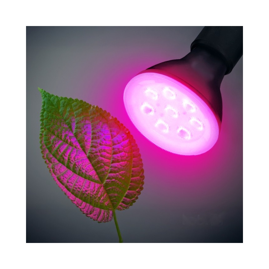 LED Lampadina per la crescita delle piante PLANTY E27/7W/230V 1200K nero