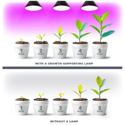 LED Lampadina per la crescita delle piante PLANTY E27/7W/230V 1200K nero