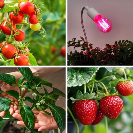 LED Lampadina per la crescita delle piante PLANTY E27/8W/230V 1200K