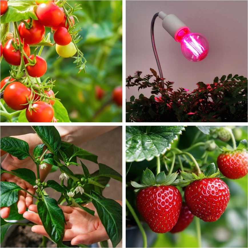 LED Lampadina per la crescita delle piante PLANTY E27/8W/230V 1200K