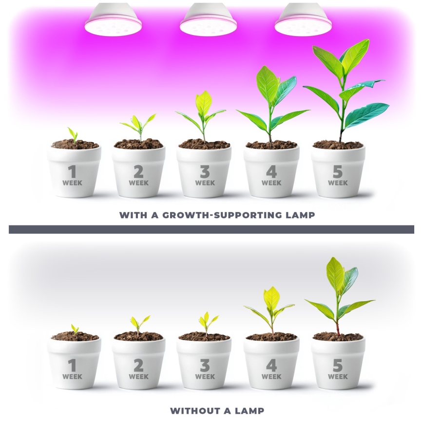LED Lampadina per la crescita delle piante PLANTY E27/9W/230V 1200K bianco