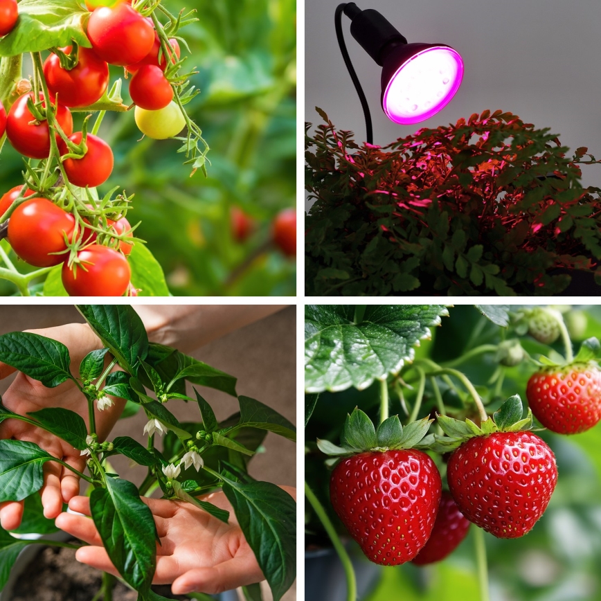 LED Lampadina per la crescita delle piante PLANTY E27/9W/230V 1200K nero