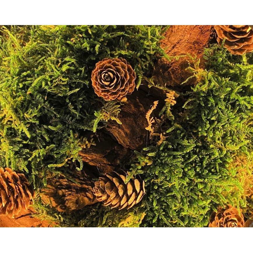 Li-Go 23654 - Lampada da tavolo decorativa dimmerabile a LED/12W/230V 20x22 cm noce/composizione con muschio