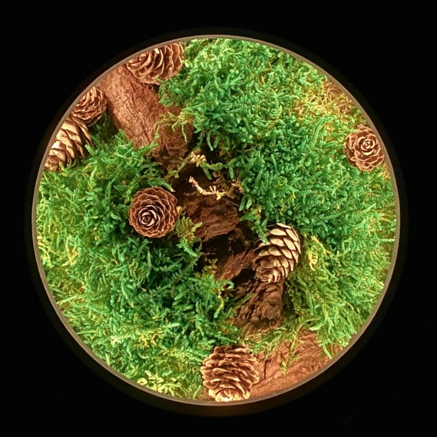 Li-Go 23654 - Lampada da tavolo decorativa dimmerabile a LED/12W/230V 20x22 cm noce/composizione con muschio